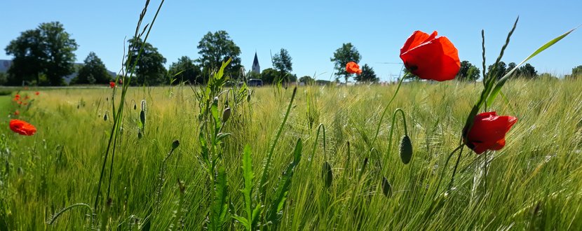 Jengen im Sommer